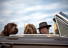 Going on a Vacation With Your Dog- Things To Take Care Of