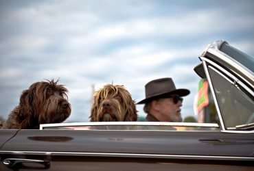 Going on a Vacation With Your Dog- Things To Take Care Of