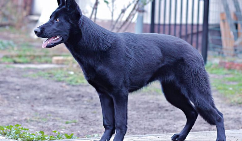 Lycan Shepherd Dog [Complete Breed Guide 2022]