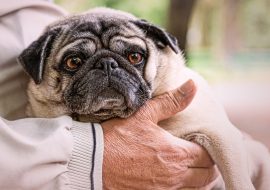 How a Pug transformed the life of a retiree