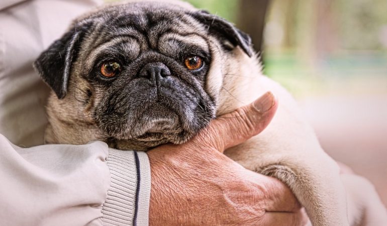 How a Pug transformed the life of a retiree