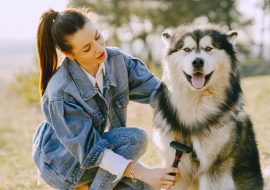 13 Most Important Dog Grooming Tips