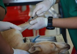 Neutering Your Dogs and Cats – A Comprehensive Guide