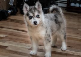 Pomsky Health-related Issues and Genetic Diseases