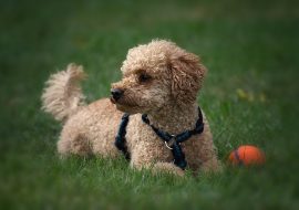 An Exclusive List of All the Poodle Crosses (100+)