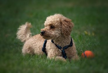 An Exclusive List of All the Poodle Crosses (100+)