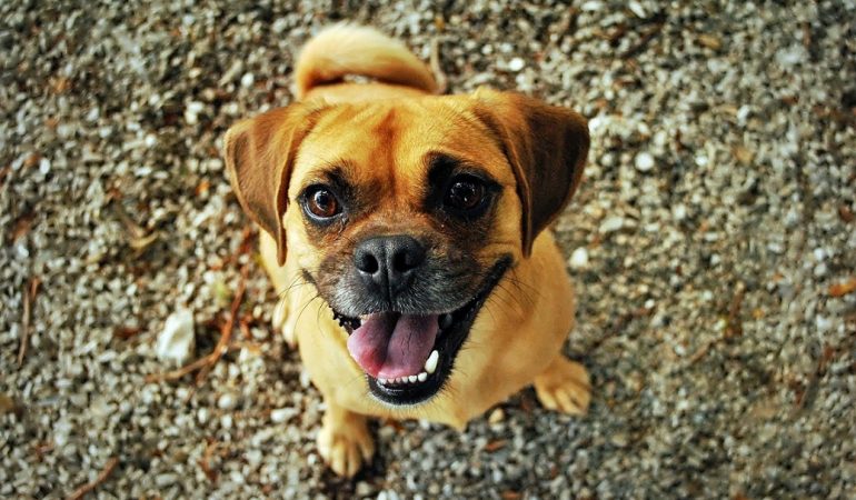 Keeping Your Dog Happy & Healthy: Key Things to Consider
