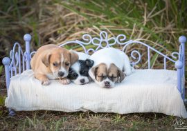 15+ Questions To Ask a Breeder Before You Buy a Puppy