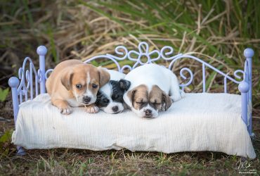 15+ Questions To Ask a Breeder Before You Buy a Puppy