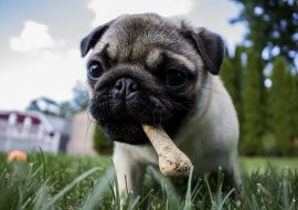 How to Improve Dog Gut Health?