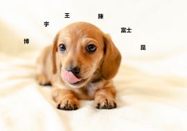 180+ Best Chinese Dog Names with Meanings in 2021