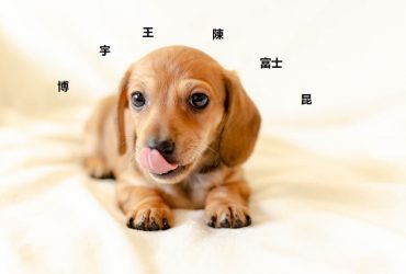 180+ Best Chinese Dog Names with Meanings in 2021