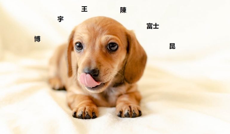 Top Chinese Dog Names with Meanings in 2022