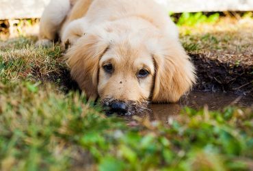 How Your Pet Dog Can Damage Your Lawn
