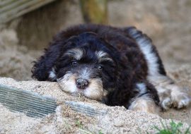 Top 100+ Australian Shepherd Names of 2021