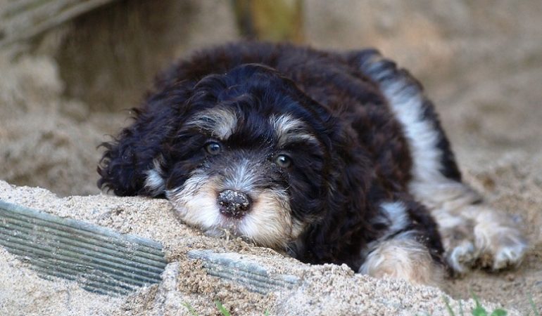 best australian shepherd names