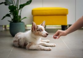 Double Vaccination of Dogs – Should I Worry About it?
