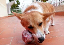 BARF Diet For Dogs – Advantages & Disadvantages