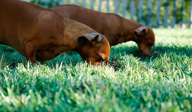 Why Do Dogs Eat Poop and How to Deal With it?