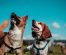 Enjoy Fun-filled Moments With Your Dog With These Activities