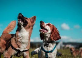 How to Deal with Separation Anxiety in Dogs?