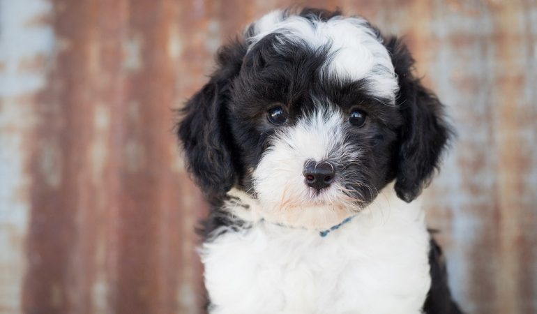 All About Sheepadoodle – Breed Characteristics and Features