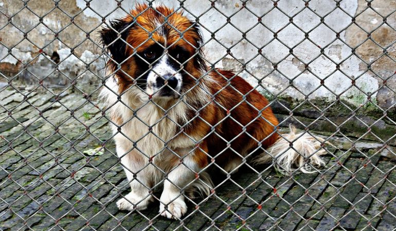 8 Reasons to Rescue a Shelter Dog as a Student