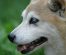WHO Confirms First Dog With Coronavirus Positive