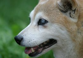 How to Take Care of Deaf and Blind Dogs