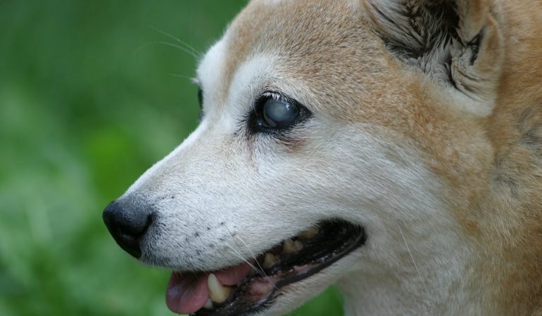 How to Take Care of Deaf and Blind Dogs