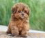 Shar Pei Dog Breed Info – Read Before you Get a Puppy