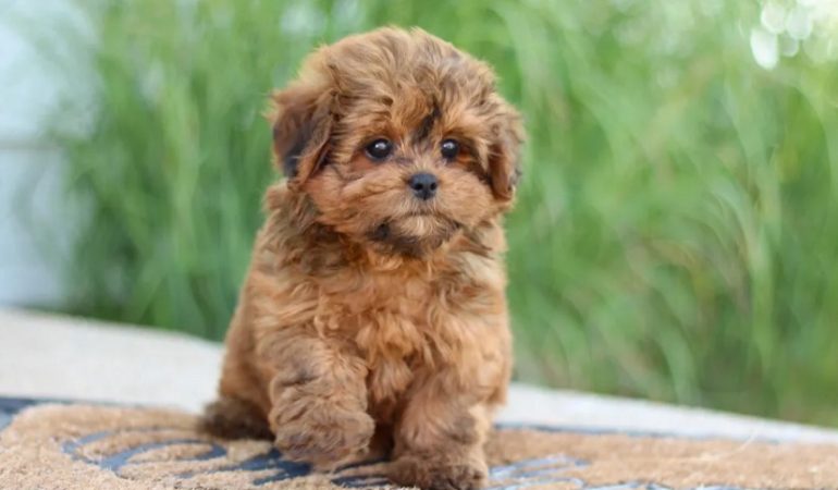 All About Shih Poo Health-Related Issues