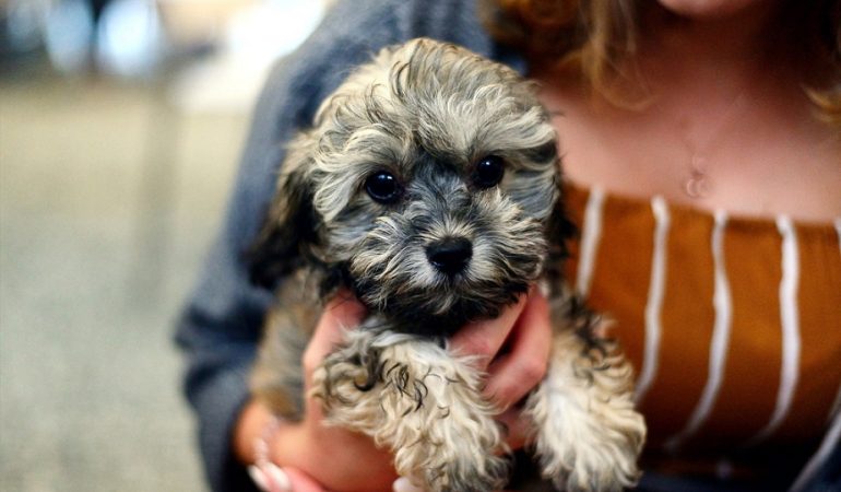 All About Shih Poo Health-Related Issues
