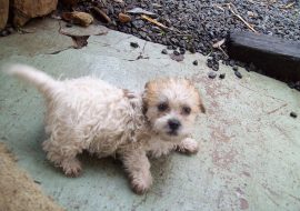 Shih Poo Puppies for Sale – Top 7 Breeders