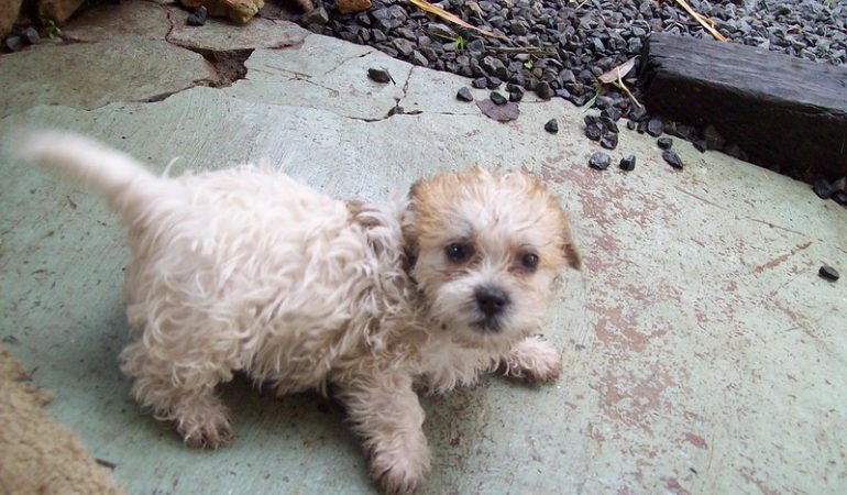 Shih Poo Puppies for Sale – Top 8 Breeders