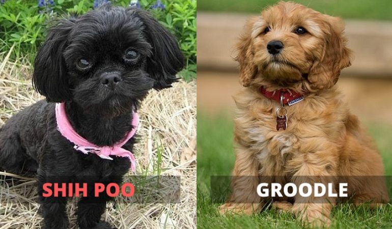 Shih Poo vs Groodle – A Quick Comparison