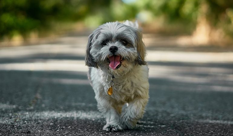 Small Dog Care Tips for Happy Pets