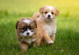 9 Miniature Dog Breeds You Can Take to College With You