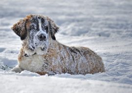 Top 7 Misconceptions & Myths About Dogs and Winter