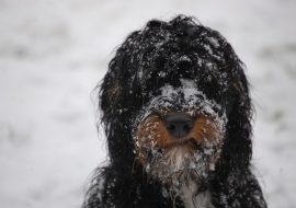 Springerdoodle Dog Breed Profile and Facts