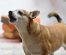 Bully Kutta Dog Breed Info | Pakistani Bully Dog