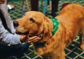 The Positive Impact of Therapy Dogs: Enhancing Student Well-being