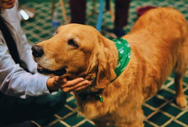 The Positive Impact of Therapy Dogs: Enhancing Student Well-being