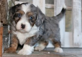 Tiny Bernedoodle – The Small-Sized Energetic Lad