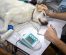 WHO Confirms First Dog With Coronavirus Positive