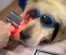 Pyrenean Mastiff Dog Breed Info