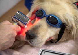 Laser Therapy For Dogs – Facts & Recommendations