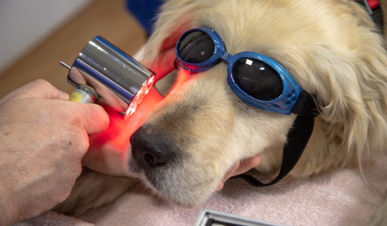 Laser Therapy For Dogs – Facts & Recommendations