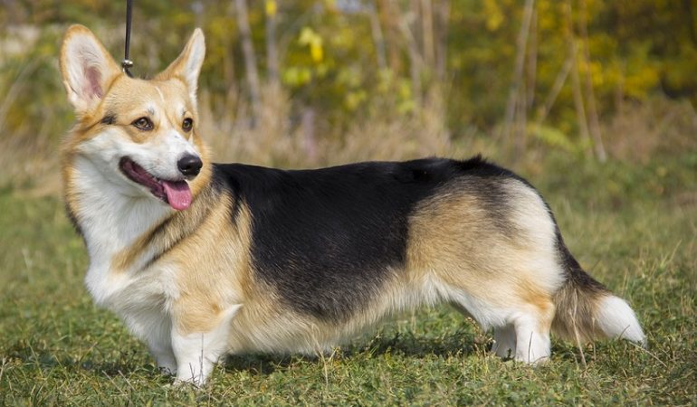 Welsh Corgi Dog Breed Info – All about Pembroke and Cardigan