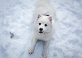 How to keep your dog active in Canada’s Winter